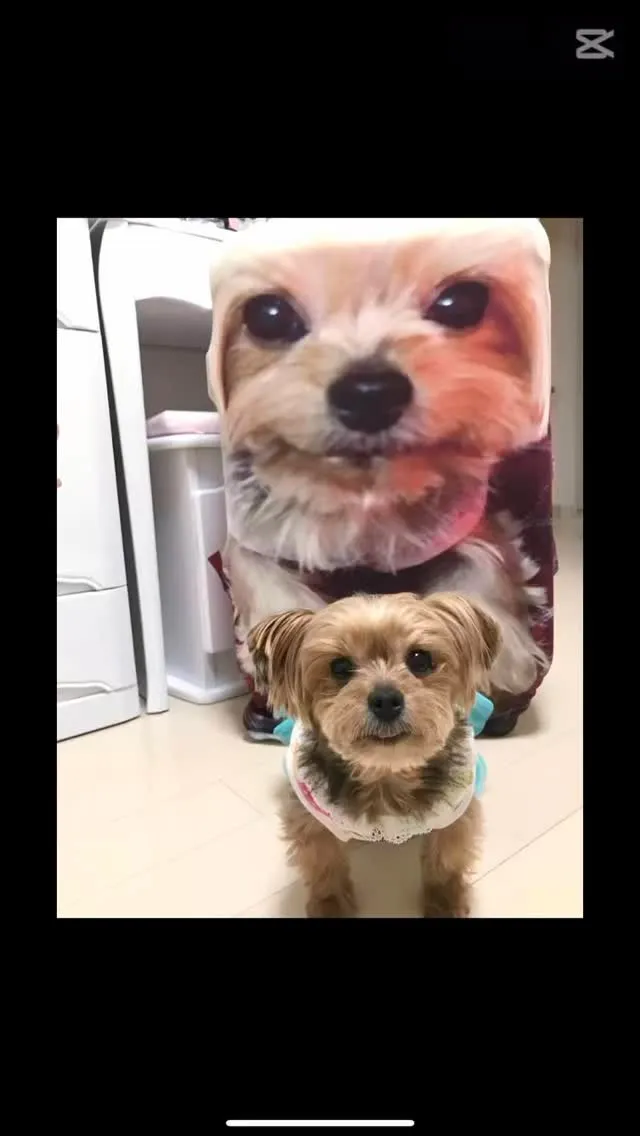 2025年5月8日 越谷市マクちゃん御葬儀