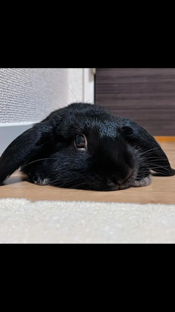 2026年9月23日木更津市エースちゃんご葬儀